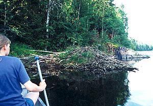 Biberburg auf dem �sterdal�lven - Schweden