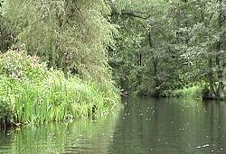 Spreewald