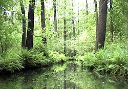 Spreewald