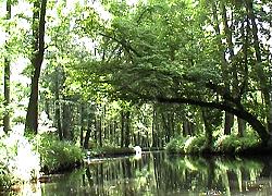 Spreewald