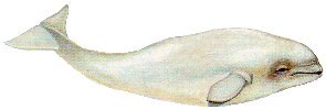 Beluga