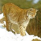 Luchs
