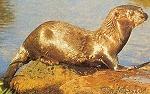 Fischotter