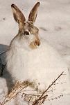 Schneehase