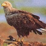 Seeadler